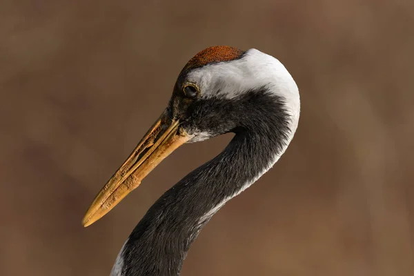 Rotkronenkranich Grus Japonensis Ein Großer Wasservogel Mit Langem Schnabel Und — Stockfoto