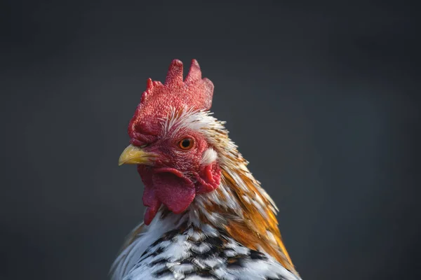 Курица Gallus Gallus Domesticus Самец Красной Расческой Голове Красочным Оперением — стоковое фото