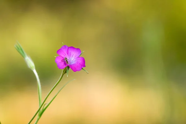 Agrostemma Githago Rozložený Fialový Květ Zeleném Stonku Malý Hmyz Okvětním — Stock fotografie