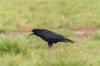 Kale (Corvus frugilegus) dev gagalı büyük siyah bir kuş çimlerin üzerinde oturur ve yiyecek arar..