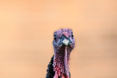 Vahşi hindi (Meleagris dörtnala) kırmızı başlı ve koyu tüylü büyük bir kuş, hayvanın kafasının profil görüntüsü.