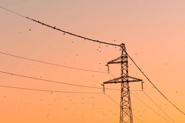 黄昏时分 一群大群的黑色小鸟坐在桅杆上和电线上 — 图库照片
