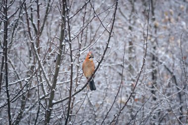 Avrasyalı Jay (Garulus Glandarius) Turuncu tüylü orta boylu bir kuş, ağacın hafif karlı bir dalında oturur..