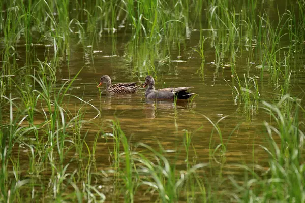 Erkek ve dişi, yeşil bitkilerin arasında bir gölette birlikte yüzerler. Kahverengi tüylü orta boy kuşlar..