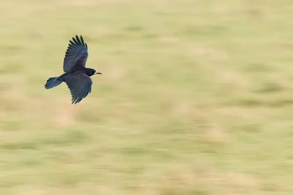 Rook Corvus Frugilegus Grand Oiseau Noir Vol Avec Des Ailes — Photo