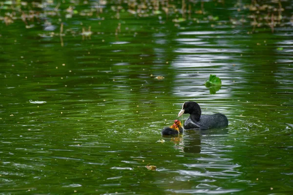 Blässhühnchen Fulica Atra Weibchen Füttern Küken Vögel Schwimmen Auf Dem — Stockfoto