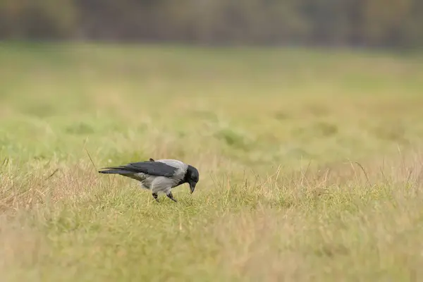 Corbeau Charognard Corvus Corone Grand Oiseau Avec Plumage Gris Noir — Photo