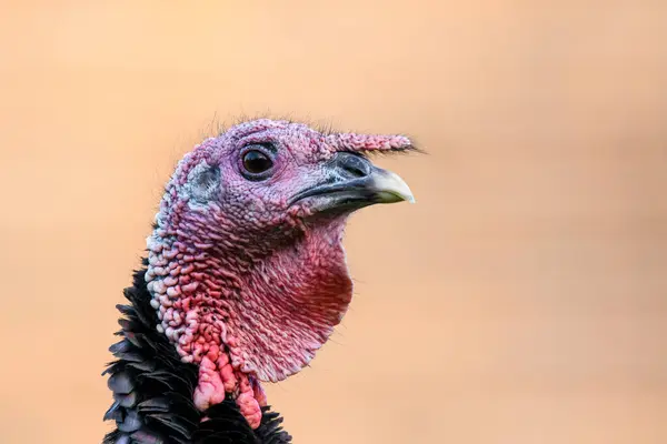 Wild turkey (Meleagris gallopavo) a large burrowing bird with a red head and dark plumage, profile view of the animal\'s head.
