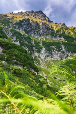 Polonya Tatra Dağları, dağ zirvelerine uzanan yüksek dağ yürüyüşleri vadileri ve yamaçları olan dağ manzarası güneşli bir yaz günü manzarası..