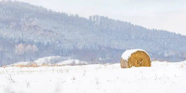 Bale of hay in the field, mountain landscape covered with a layer of white snow and snow-covered trees in the forest.