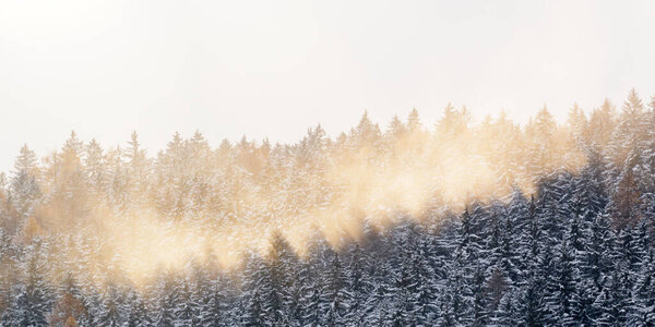 Солнечные лучи освещают вершины заснеженных деревьев в лесу, зимний пейзаж.