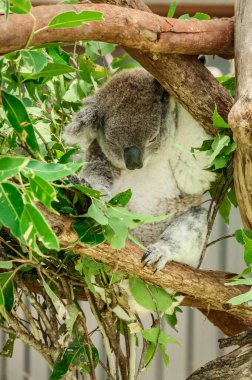 Avustralya koalası (