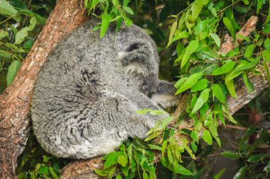 Avustralya koalası (