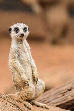 Yırtıcı bir memeli olan Suricata, genç bir birey bir kütüğün üzerinde oturur ve yuvasına yakın bir tehdit ararken çevreyi gözlemler..