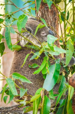 Avustralya koalası (