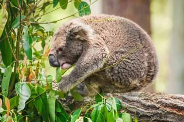 Avustralya koalası (