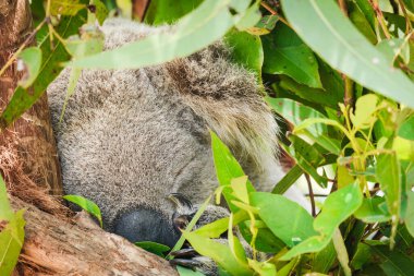 Avustralya koalası (