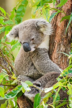 Avustralya koalası (