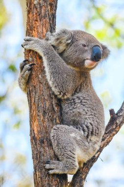 Avustralya koalası (