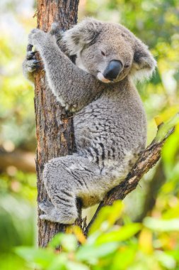 Avustralya koalası (