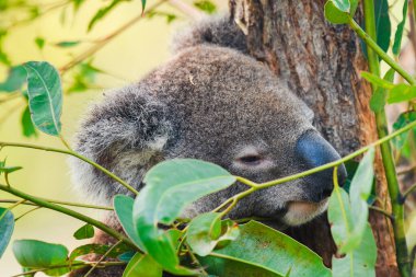 Avustralya koalası (