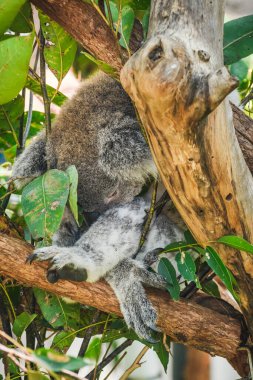 Avustralya koalası (
