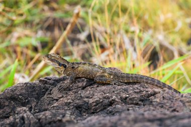 Avustralyalı su ejderhası Avustralya kertenkelesi deniz kıyısında bir taşın üzerinde, doğal ortamda bir hayvan oturmaktadır..