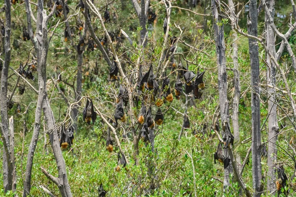 Flying fox, bats, flying mammals with large black wings and rusty neck hang upside down on a branch and rest during the day after hunting at night.