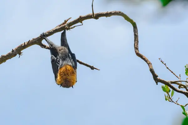 A flying fox, a bat, a flying mammal with large black wings and a rusty neck, hangs upside down on a branch and rests during the day after hunting at night.