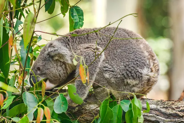 Avustralya koalası (