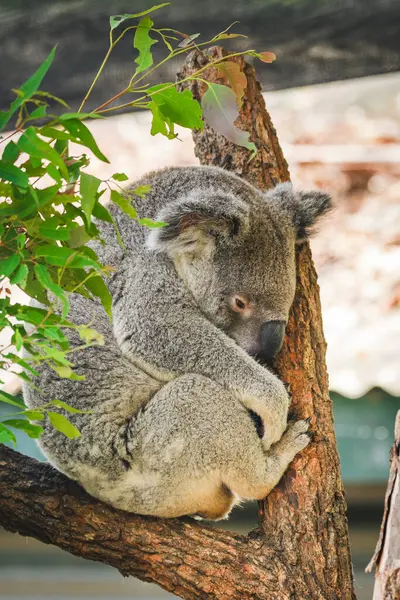 Avustralya koalası (