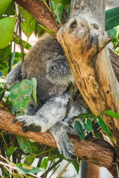 Avustralya koalası (