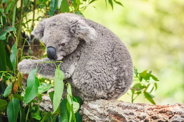Der Australische Koala Phascolarctos Cinereus Ist Eine Säugetierart Ein Pflanzenfresser Stockbild