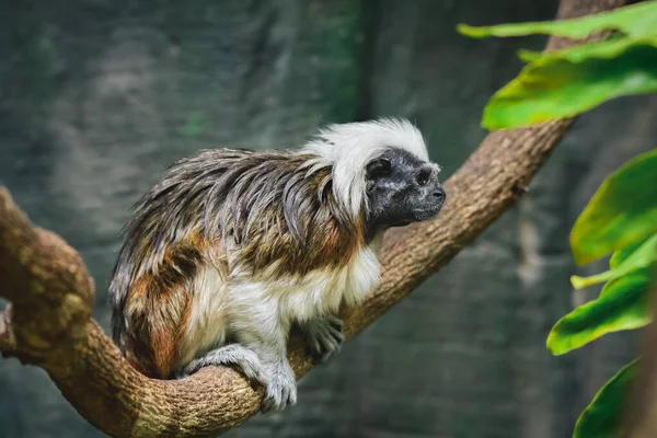 Pamuk tepeli tamarin (Saguinus oedipus) bir primat türüdür ve bir ağaç dalında yaşar..