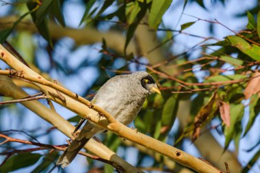 Gürültücü madenci (Manorina melanocephala) küçük kuş, bir şehir parkında bir ağaç dalında oturur..