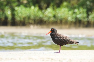 Siyah istiridye avcısı (Haematopus bachmani), koyu tüylü, kırmızı gagalı orta boylu bir kuştur ve nehir kıyısındaki kumlu bir sahilde bulunur..