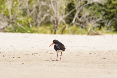 Avrasya istiridye yakalayıcısı (Haematopus ostralegus) kırmızı gagalı koyu tüylü orta boylu bir kuş, kumlu sahilde yürür ve yiyecek arar..