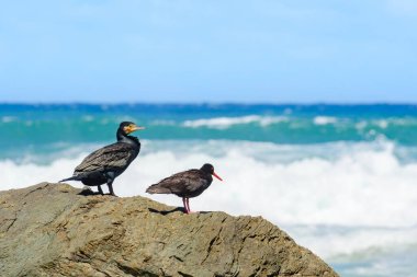 Siyah istiridye avcısı (Haematopus bachmani), koyu tüylü, kırmızı gagalı orta boylu bir kuş, deniz kıyısındaki bir karabatağın yanındaki kayanın üzerinde durur..