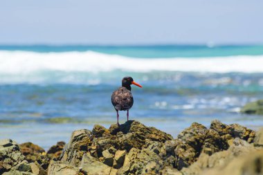 Siyah istiridye avcısı (Haematopus bachmani), koyu tüylü, kırmızı gagalı orta boylu bir kuş, deniz kıyısındaki bir kayanın üzerinde durur ve yiyecek arar..