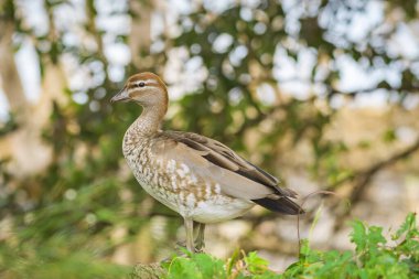 Australian wood duck (Chenonetta jubata) female medium sized water bird, the animal stands on the ground in the park. clipart