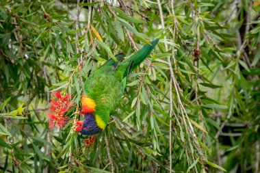 Gökkuşağı lorisi (Trichoglossus moluccanus) papağanı, renkli küçük kuş, hayvan ağaç dalında yüksekte oturur ve çiçek yer.