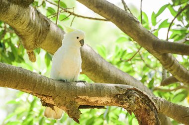 Galah (Eolophus roseicapilla), beyaz tüylü ve kafasında sarı bir arma bulunan orta boylu bir kuş, bir şehir parkındaki bir ağaç dalında oturur..