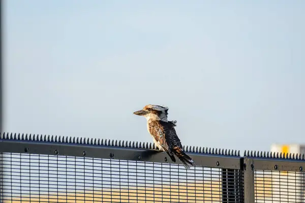 Laughing kookaburra (Dacelo novaeguineae) medium-sized bird, animal sits on a fence in a city park.