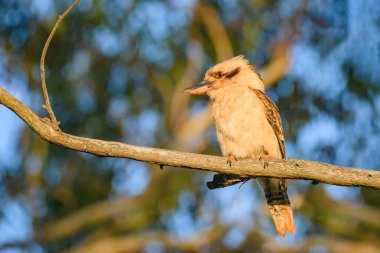 Gülen yalıçapkını (Dacelo novaeguineae) orta büyüklükte bir kuş, doğal ortamdaki bir ağaç dalında oturan bir hayvan.