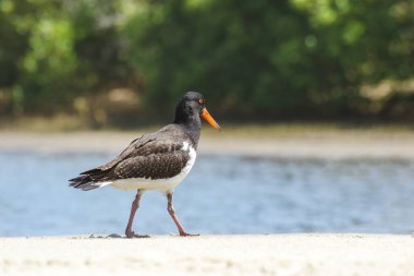 Avrasya istiridye yakalayıcısı (Haematopus ostralegus) kırmızı gagalı koyu tüylü orta boylu bir kuş, nehir kıyısındaki kumlu sahilde yürür ve yiyecek arar..