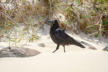 Avustralya kuzgunu (Corvus coronoides) siyah tüylü orta büyüklükte bir kuş, kumlu sahilde deniz kıyısında yürür ve yiyecek arar..