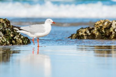 Gümüş martı (Chroicocephalus novaehollandiae), beyaz ve gri tüylü orta büyüklükte bir kuş olup deniz kıyısındaki kumlu bir sahilde bulunur..