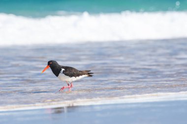 Avrasya istiridye yakalayıcısı (Haematopus ostralegus), kırmızı gagalı, koyu tüylü orta boylu bir kuş..