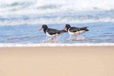Avrasya istiridye yakalayıcısı (Haematopus ostralegus), kırmızı gagalı, koyu tüylü orta boylu bir kuş..