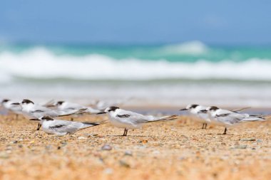 Daha büyük ibikli deniz kestanesi (Thalasseus bergii) orta büyüklükteki kuş sürüsü, küçük kuş sürüsü, deniz kıyısındaki kumlu sahilde oturan hayvanlar.